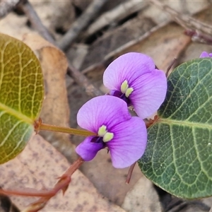 Hardenbergia violacea at Greenwich Park, NSW - Today by trevorpreston