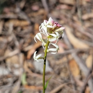 Stackhousia monogyna at Greenwich Park, NSW - Today by trevorpreston