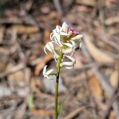 Stackhousia monogyna (Creamy Candles) at Greenwich Park, NSW - 5 Oct 2025 by trevorpreston