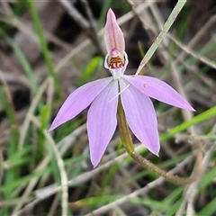 Caladenia carnea (Pink Fingers) at Greenwich Park, NSW - 5 Oct 2025 by trevorpreston