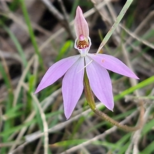 Caladenia carnea at Greenwich Park, NSW - Today by trevorpreston