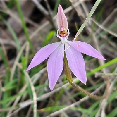 Caladenia carnea (Pink Fingers) at Greenwich Park, NSW - 5 Oct 2025 by trevorpreston