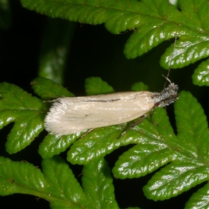 Thema protogramma at Gherang, VIC - 3 Oct 2025 by WendyEM