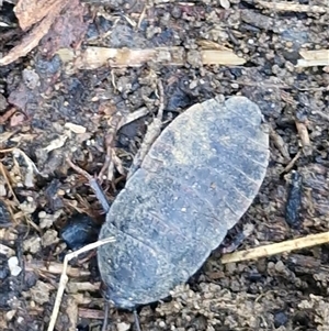 Laxta granicollis at Greenwich Park, NSW - Today by trevorpreston