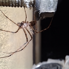 Pholcidae (family) (Daddy Long-legs Spiders) by Dron