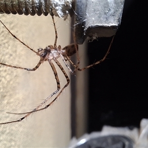 Unverified Spider by Dron