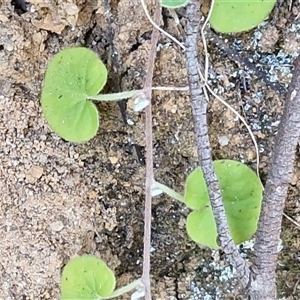 Unverified Other Wildflower or Herb at Greenwich Park, NSW - Today by trevorpreston