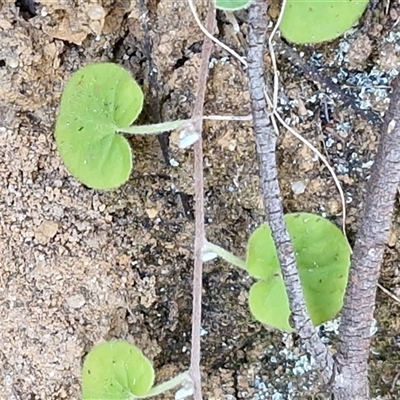 Dichondra repens (Kidney Weed) at Greenwich Park, NSW - 5 Oct 2025 by trevorpreston