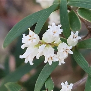 Unverified Other Shrub at Greenwich Park, NSW - Today by trevorpreston