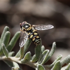 Simosyrphus grandicornis (Common hover fly) at Carwoola, NSW - 5 Oct 2025 by ChrisChapman