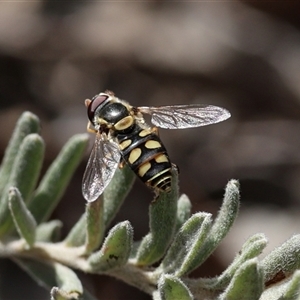 Unverified Insect at Carwoola, NSW - Today by ChrisChapman