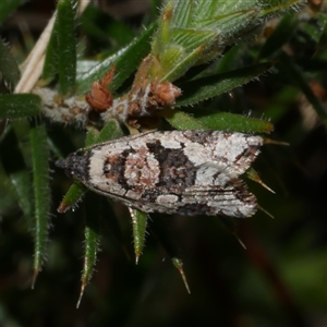 Sciaphila debiliana at Gherang, VIC - 3 Oct 2025 by WendyEM