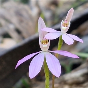Caladenia carnea at Greenwich Park, NSW - Today by trevorpreston