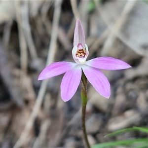 Caladenia carnea at Greenwich Park, NSW - Today by trevorpreston