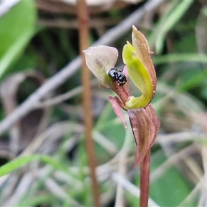 Chiloglottis trapeziformis at Greenwich Park, NSW - Today by trevorpreston