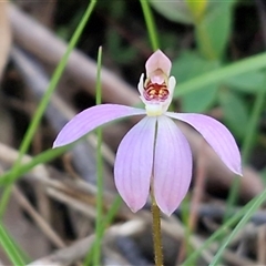 Caladenia carnea (Pink Fingers) at Greenwich Park, NSW - 5 Oct 2025 by trevorpreston