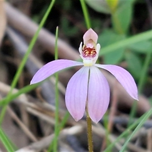 Caladenia carnea at Greenwich Park, NSW - Today by trevorpreston