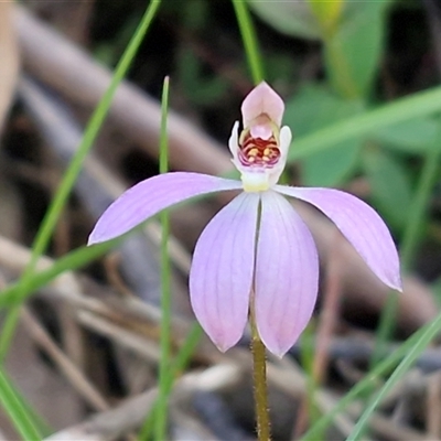 Caladenia carnea (Pink Fingers) at Greenwich Park, NSW - 5 Oct 2025 by trevorpreston