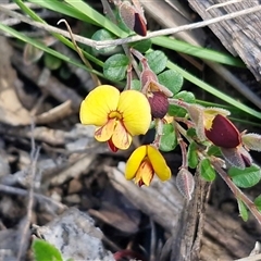 Bossiaea buxifolia (Matted Bossiaea) at Greenwich Park, NSW - 5 Oct 2025 by trevorpreston