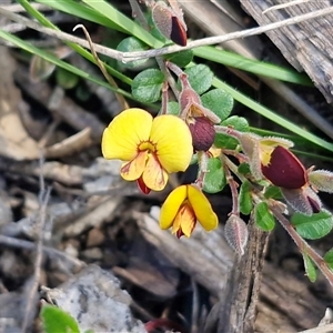 Bossiaea buxifolia at Greenwich Park, NSW - Today by trevorpreston