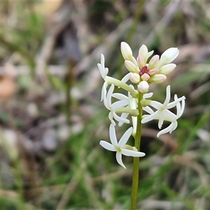 Stackhousia monogyna at Greenwich Park, NSW - Today by trevorpreston