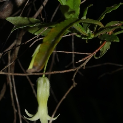 Billardiera mutabilis at Gherang, VIC - 3 Oct 2025 by WendyEM