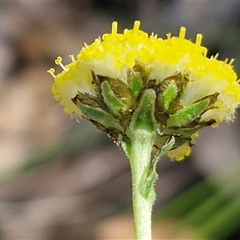 Craspedia variabilis (Common Billy Buttons) at Greenwich Park, NSW - 5 Oct 2025 by trevorpreston