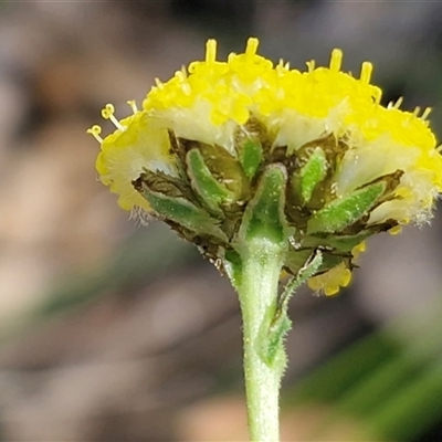 Craspedia variabilis (Common Billy Buttons) at Greenwich Park, NSW - 5 Oct 2025 by trevorpreston
