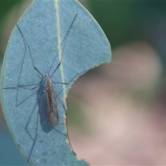 Symplecta pilipes at Wodonga, VIC - 4 Oct 2025 by KylieWaldon