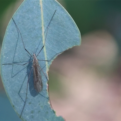 Symplecta pilipes at Wodonga, VIC - 4 Oct 2025 by KylieWaldon