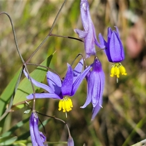 Stypandra glauca at Greenwich Park, NSW - Today by trevorpreston