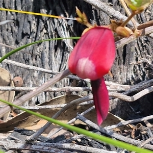 Kennedia prostrata at Greenwich Park, NSW - Today by trevorpreston