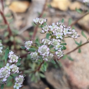 Unverified Other Wildflower or Herb at Greenwich Park, NSW - Today by trevorpreston