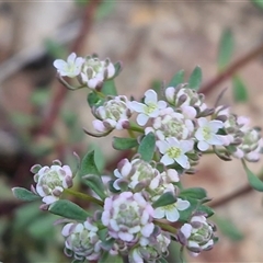 Poranthera microphylla at Greenwich Park, NSW - 5 Oct 2025 03:12 PM