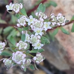 Poranthera microphylla at Greenwich Park, NSW - 5 Oct 2025 03:12 PM