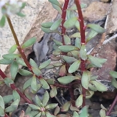 Poranthera microphylla at Greenwich Park, NSW - 5 Oct 2025 03:12 PM