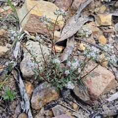 Poranthera microphylla at Greenwich Park, NSW - 5 Oct 2025 03:12 PM