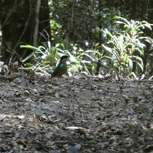 Pitta versicolor (Noisy Pitta) at Moparrabah, NSW - 5 Oct 2025 by mroseby