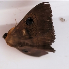 Dasypodia selenophora (Southern old lady moth) at Wodonga, VIC - 5 Oct 2025 by KylieWaldon
