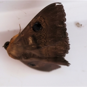 Dasypodia selenophora (Southern old lady moth) at Wodonga, VIC - Yesterday by KylieWaldon