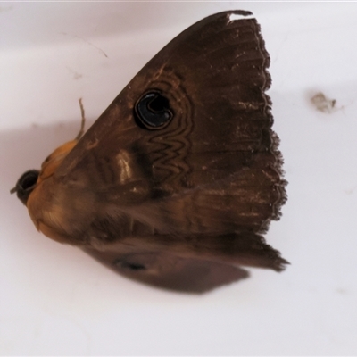 Dasypodia selenophora (Southern old lady moth) at Wodonga, VIC - 5 Oct 2025 by KylieWaldon