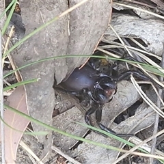 Hadronyche sp. (genus) (A funnel web) at Greenwich Park, NSW - 5 Oct 2025 by trevorpreston