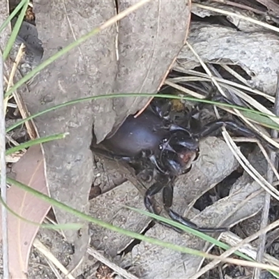 Hadronyche sp. (genus) (A funnel web) at Greenwich Park, NSW - 5 Oct 2025 by trevorpreston