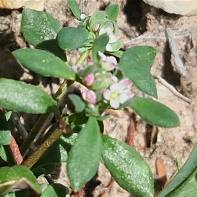 Poranthera microphylla (Small Poranthera) at Greenwich Park, NSW - 5 Oct 2025 by trevorpreston