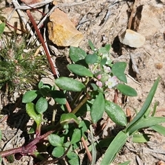 Poranthera microphylla at Greenwich Park, NSW - 5 Oct 2025 03:03 PM