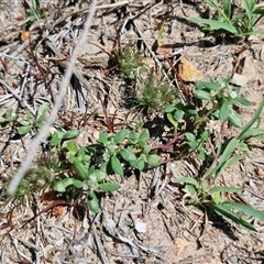 Poranthera microphylla at Greenwich Park, NSW - 5 Oct 2025 03:03 PM