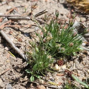 Centrolepis strigosa (Hairy Centrolepis) at Greenwich Park, NSW - Yesterday by trevorpreston
