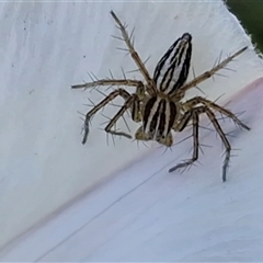 Oxyopes elegans (Elegant Lynx Spider) at Goulburn, NSW - 5 Oct 2025 by trevorpreston