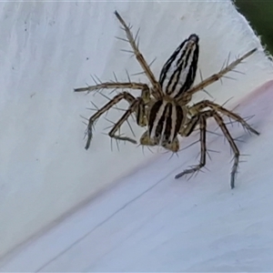 Oxyopes (genus) at Goulburn, NSW - 5 Oct 2025 by trevorpreston