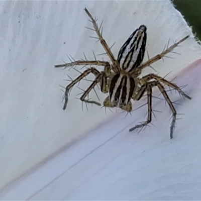 Oxyopes elegans (Elegant Lynx Spider) at Goulburn, NSW - 5 Oct 2025 by trevorpreston